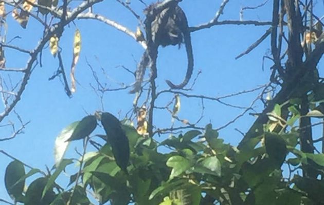 1er jour: au pain de sucre il y a des singes, je leurs ai préparé un repas ...