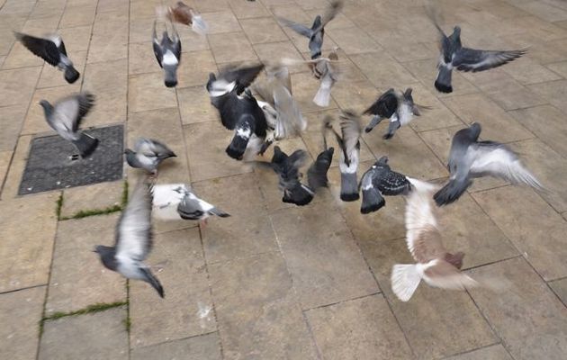 la danse des pigeons