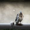 Pigeon de Vincennes