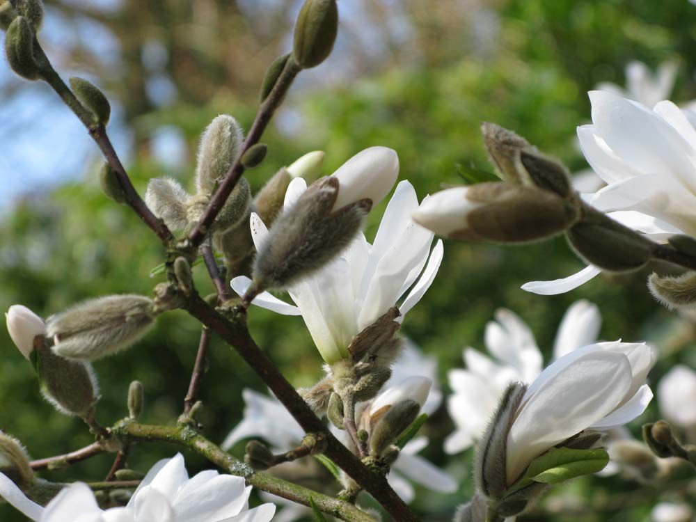 Au pays des fleurs