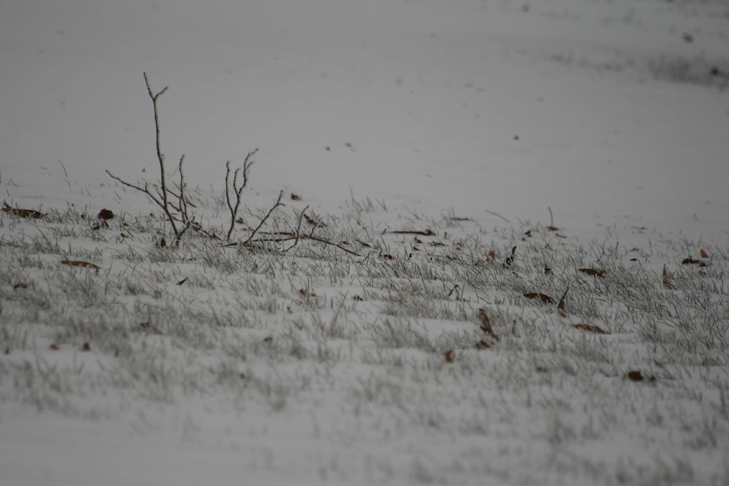 Ballade dans la neige à Séverac...
Le 10 Janvier 2010