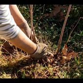 Bidarray Plantation 2025