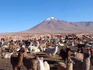 Cette grosse plante que vous voyez sur la dernière photo s'appelle Machu et la mousse verte en-dessous, ce n'est pas de la mousse, c'est un yareta. Ca vaut vraiment la peine de lire un peu sur cet étrange organisme capable de vivre plus de 3000 ans et qui ne pousse qu'ici !