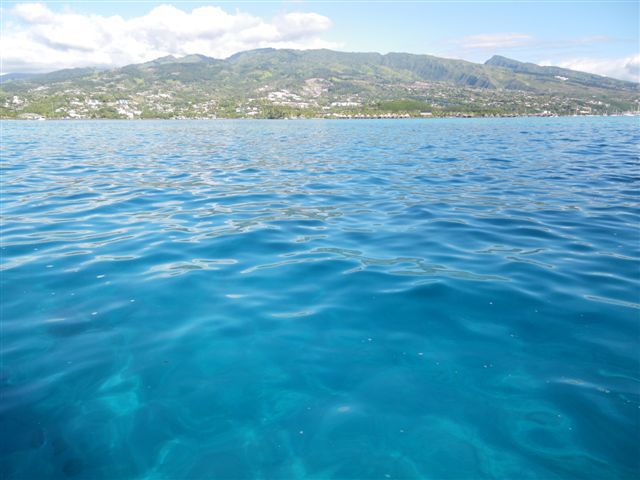 Un dimanche ensoleillé passé en compagnie de Fabien, Sophie, Linda, Stéphane et Salma ... à la rencontre des baleines.