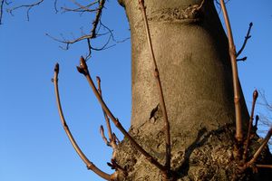 Recto verso arboré