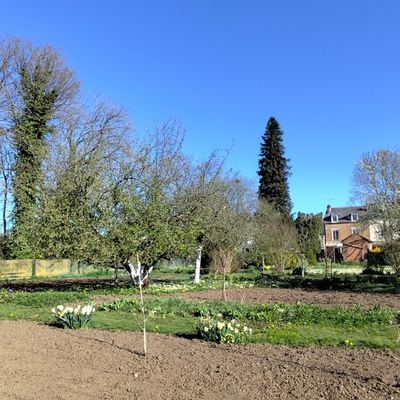 Les pommes de terre maintenant ...