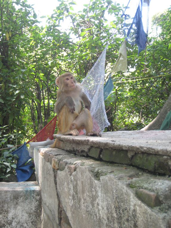 Album - Nepal, Kathmandu