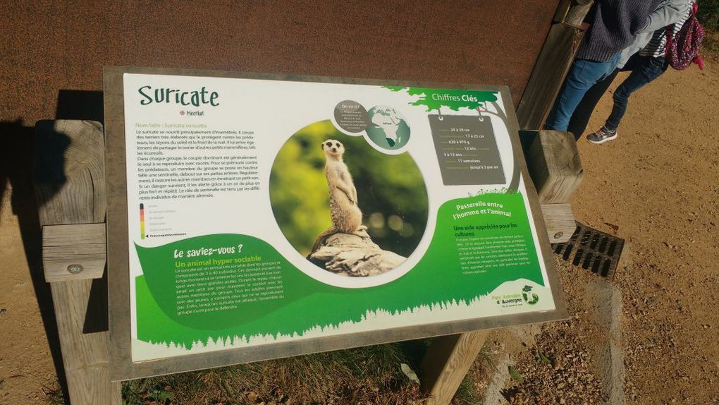 Visite du parc animalier d'Auvergne