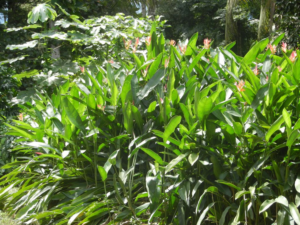 Limbé et ses plages, son parc botanique, son centre de la faune, son activité. Buea base pour le Mont Cameroun et le pont M'Fundi base pour le Nigeria