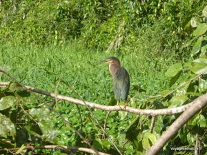 Oiseaux du Costa Rica