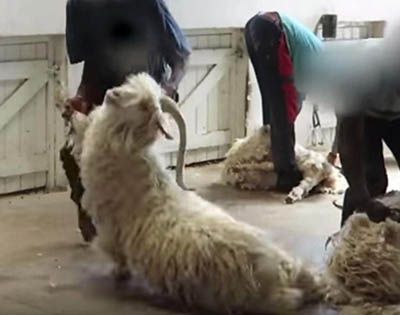 Etam annonce arrêter la laine mohair 