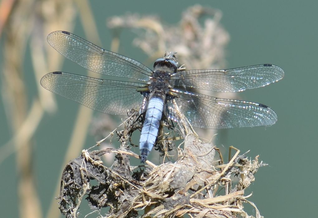 Libellulidae - Libellula fulva / Le mâle est bleu (pruineux, comme une quetsche !), la femelle couleur de miel.