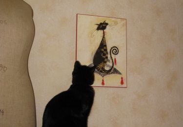 Chat alors !