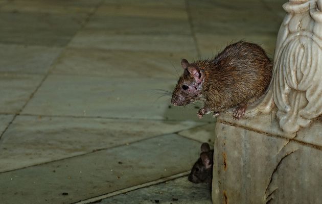 Moustiques et rats, les animaux de mauvaise compagnie