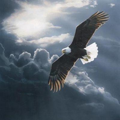 L'aigle ne chasse pas les mouches 