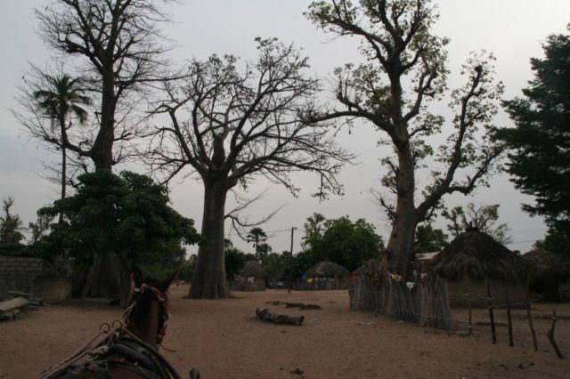 Album - Sine-Saloum-Senegal