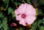 Quelques plantes sauvages des collines de la Provence.