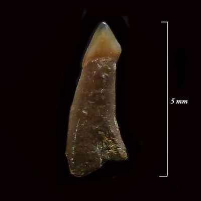 Trichiurides saggitidens