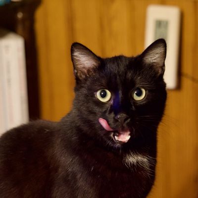 Le minet noir dessine