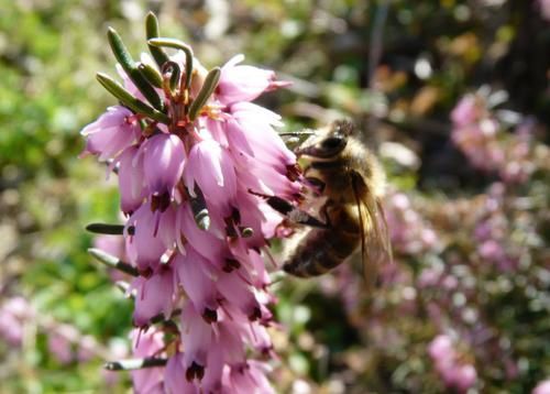 Album - fleurs--animaux