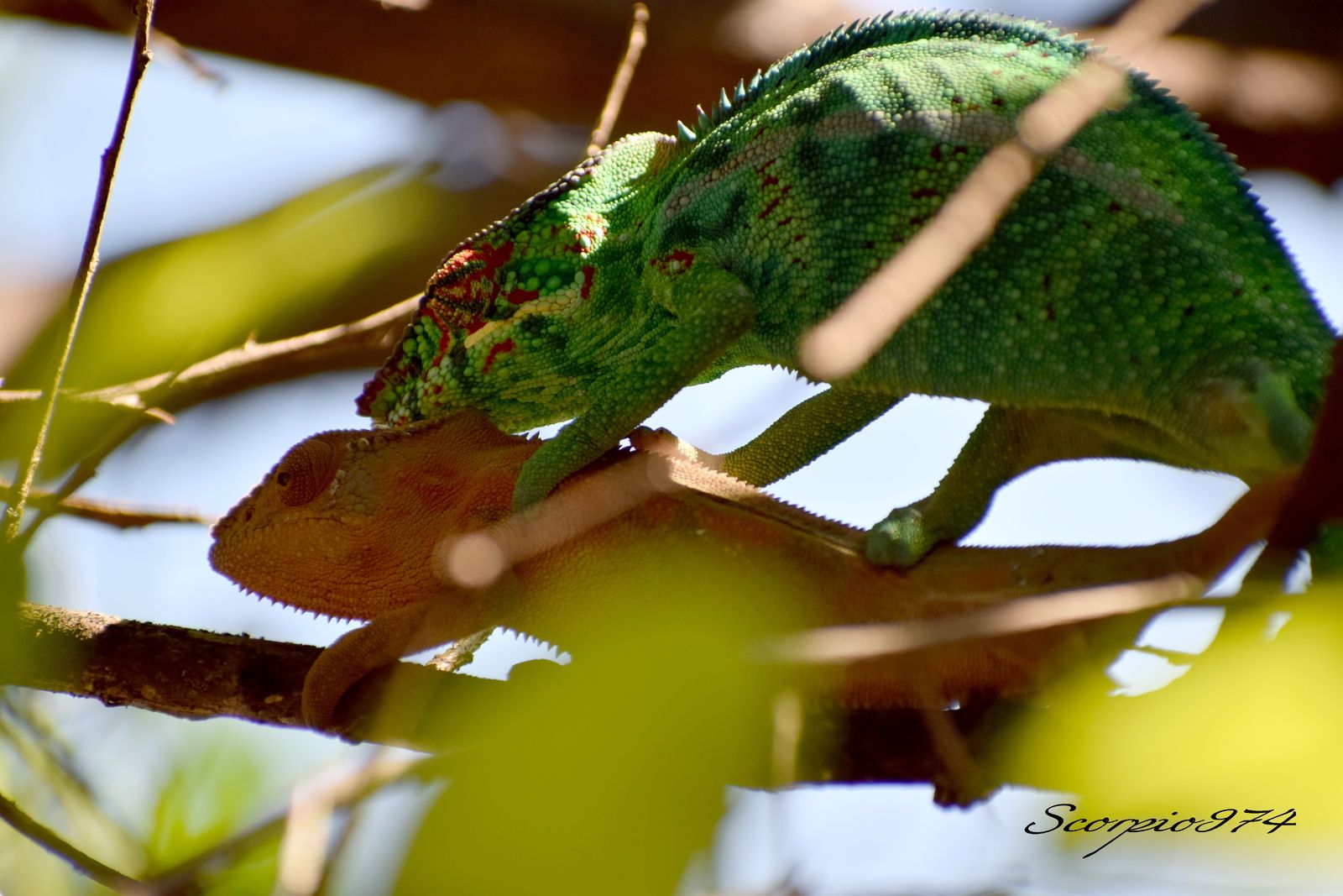 Nature, Nature 974, Nature Réunion, Nature de la Réunion, Nature à la Réunion, faune, faune 974, faune Réunion, faune de la Réunion, faune à la Réunion, animal, animal 974, animal Réunion, animal de la Réunion, animal à la Réunion, reptile, reptile  974, reptile de la Réunion, reptile à la Réunion, reptile Réunion,  le Caméléon, le Caméléon 974, le Caméléon Réunion, le Caméléon de la Réunion, le Caméléon à la Réunion, le Caméléon communs, le Caméléon communs 974, le Caméléon communs Réunion, le Caméléon communs de la Réunion, le Caméléon communs à la Réunion, reptile commun, reptile commun 974, reptile commun Réunion, reptile commun à la Réunion, reptile commun de la Réunion, lézard commun , lézard commun  974, lézard commun  Réunion, lézard commun  de la Réunion, lézard commun  à la Réunion, bête, bête 974, Réunion, bête de la Réunion, bête à la Réunion, grosse bête, grosse bête 974, Réunion, grosse bête de la Réunion, grosse bête à la Réunion, bête à quatre pattes, bête à quatre pattes  à la Réunion, bête à quatre pattes  Réunion, bête à quatre pattes 974, bête à quatre pattes de la Réunion, animaux Réunion, animaux Réunion, animaux de la Réunion, animaux à la Réunion, Caméléon vert, Caméléon vert Réunion, Caméléon vert 974, Caméléon vert de la Réunion, Caméléon vert à la Réunion, Caméléon vert, Caméléon vert de la Réunion, Caméléon vert à la Réunion, Caméléon panthère, Caméléon panthère 974, Caméléon panthère Réunion, Caméléon panthère de la Réunion, Caméléon panthère à la Réunion,  Endormi, Endormi 974, Endormi Réunion, Endormi de la Réunion, Endormi à la Réunion, Lézard Caméléon, Lézard Caméléon 974, Lézard Caméléon Réunion, Lézard Caméléon de la Réunion, Lézard Caméléon à la Réunion,  Furcifer pardalis (Cuvier, 1829), Furcifer pardalis (Cuvier, 1829) 974, Furcifer pardalis (Cuvier, 1829) Réunion, Furcifer pardalis (Cuvier, 1829) de la Réunion, Furcifer pardalis (Cuvier, 1829) à la Réunion, espèce protégée, espèce protégée 974, espèce protégée Réunion, espèce protégée de la Réunion, espèce protégée  à la Réunion, Caméléon orange, Caméléon orange 974, Caméléon orange Réunion, Caméléon orange de la Réunion, Caméléon orange à la Réunion, Caméléon orange vert, espèce protégée 974, espèce protégée Réunion, espèce protégée de la Réunion, espèce protégée à la Réunion, faune protégé, faune protégé 974, faune protégé Réunion, faune protégé de la Réunion, faune protégé à la Réunion, communs, communs Réunion, communs 974, communs de la Réunion, communs à la Réunion, introduite, introduite 974, introduite Réunion, introduite de la Réunion, introduite à la Réunion, espèce introduite, espèce introduite 974, espèce introduite Réunion, espèce introduite de la Réunion, espèce introduite à la Réunion, Caméléon protégé, Caméléon protégé 974, Caméléon protégé Réunion, Caméléon protégé de la Réunion, Caméléon protégé à la Réunion, culture, culture 974, culture Réunion, culture de la Réunion, culture à la Réunion, Caméléons protégés 974, Caméléons protégés Réunion, Caméléons protégés de la Réunion, Caméléons protégés à la Réunion, caméléon furcifer, caméléon furcifer 974, caméléon furcifer Réunion, caméléon furcifer de la Réunion, caméléon furcifer à la Réunion, Caméléon Endormi, Caméléon Endormi 974, Caméléon Endormi Réunion, Caméléon Endormi de la Réunion, Tetrapoda, Tetrapoda 974, Tetrapoda Réunion, Tetrapoda de la Réunion, Tetrapoda à la Réunion, Tetrapoda communs, Tetrapoda communs 974, Tetrapoda communs Réunion, Tetrapoda communs de la Réunion, Tetrapoda communs à la Réunion, vertu Caméléon vert,  vertu Caméléon vert 974, vertu Caméléon vert Réunion, vertu Caméléon vert de la Réunion, vertu Caméléon vert à la Réunion, Chamaeleo pardalis (Cuvier, 1829),  Chamaeleo pardalis (Cuvier, 1829) 974, Chamaeleo pardalis (Cuvier, 1829) Réunion, Chamaeleo pardalis (Cuvier, 1829) de la Réunion, Chamaeleo pardalis (Cuvier, 1829) à la Réunion, Chamaeleo pardalis Cuvier 1829,  Chamaeleo pardalis Cuvier 1829 Réunion,  Chamaeleo pardalis Cuvier 1829 de la Réunion,  Chamaeleo pardalis Cuvier 1829 à la Réunion,  Chamaeleo pardalis Cuvier,  Chamaeleo pardalis Cuvier 974,  Chamaeleo pardalis Cuvier Réunion,  Chamaeleo pardalis Cuvier de la Réunion,  Chamaeleo pardalis Cuvier à la Réunion,  Lézard Caméléon Endormie, Lézard Caméléon Endormie 974, Lézard Caméléon Endormie Réunion, Lézard Caméléon Endormie de la Réunion, Lézard Caméléon Endormie à la Réunion, espèce introduite,  espèce introduite 974,  espèce introduite Réunion,  espèce introduite de la Réunion,  espèce introduite à la Réunion, introduite,  introduite 974,  introduite Réunion,  introduite de la Réunion,  introduite à la Réunion, espèce animal,  espèce animal 974, espèce animal Réunion, espèce animal de la Réunion, espèce animal à la Réunion, animal introduit,  animal introduit Réunion,  animal introduit de la Réunion,  animal introduit à la Réunion,  espèce d'animal introduit,  espèce d'animal introduit 974,  espèce d'animal introduit Réunion,  espèce d'animal introduit de la Réunion,  espèce d'animal introduit à la Réunion,  espèces d'animaux introduits, espèces d'animaux introduits 974, espèces d'animaux introduits Réunion, espèces d'animaux introduits de la Réunion, espèces d'animaux introduits à la Réunion, espèce animale introduite,  espèce animale introduite Réunion,  espèce animale introduite de la Réunion,  espèce animale introduite à la Réunion,  espèces animales introduites,  espèces animales introduites 974,  espèces animales introduites Réunion,  espèces animales introduites de la Réunion,  espèces animales introduites à la Réunion,Furcifer pardalis,  Furcifer pardalis 974,  Furcifer pardalis Réunion,  Furcifer pardalis de la Réunion,  Furcifer pardalis à la Réunion, Furcifer pardalis (Cuvier, 1829),  Furcifer pardalis (Cuvier, 1829) 974, Furcifer viridis (Gray, 1846) Réunion, Furcifer pardalis (Cuvier, 1829) de la Réunion, Furcifer pardalis (Cuvier, 1829) à la Réunion, Furcifer pardalis Cuvier 1829,  Furcifer pardalis Cuvier 1829 Réunion,  Furcifer pardalis Cuvier 1829 de la Réunion,  Furcifer pardalis Cuvier 1829 à la Réunion,  Furcifer pardalis Cuvier,  Furcifer pardalis Cuvier 974,  Furcifer pardalis Cuvier Réunion,  Furcifer pardalis Cuvier de la Réunion,  Furcifer pardalis Cuvier à la Réunion, Betavulgaris var. rapacea (W.D.J.Koch), Furcifer pardalis 974, Furcifer pardalis Réunion, Furcifer pardalis de la Réunion, Furcifer pardalis à la Réunion,   lézard introduit 974, lézard introduit Réunion, lézard introduit de la Réunion, lézard introduit à la Réunion, espèce de lézard protégée 1913,  espèce de lézard protégée 1913 Réunion,  espèce de lézard protégée 1913 de la Réunion,  espèce de lézard protégée 1913 à la Réunion,  espèce de lézard protégée,  espèce de lézard protégée 974,  espèce de lézard protégée Réunion,  espèce de lézard protégée de la Réunion,  espèce de lézard protégée à la Réunion, lézard gris, reptile envahissant974, reptile envahissant Réunion, reptile envahissant de la Réunion, reptile envahissant à la Réunion, reptile nuisible,  reptile nuisible 974, reptile nuisible Réunion, reptile nuisible de la Réunion, reptile nuisible à la Réunion, animaux à quatre pattes,  animaux à quatre pattes Réunion,  animaux à quatre pattes de la Réunion,  animaux à quatre pattes à la Réunion,  reptiles nuisibles,  reptiles nuisibles 974,  reptiles nuisibles Réunion,  reptiles nuisibles de la Réunion,  reptiles nuisibles à la Réunion, lézard introduit, lézard changeant de couleur 974, lézard changeant de couleur Réunion, lézard changeant de couleur de la Réunion, lézard changeant de couleur à la Réunion, couple, couple 974, couple Réunion, couple de la Réunion, couple à la Réunion, copulation, copulation 974, copulation Réunion, copulation à la Réunion, copulation de la Réunion, accouplement, accouplement 974, accouplement Réunion, accouplement de la Réunion, accouplement à la Réunion, accouplement de lézard, accouplement de lézard 974, accouplement de lézard Réunion, accouplement de lézard à la Réunion,  accouplement de lézard de la Réunion, accouplement de caméléon, accouplement de caméléon 974, accouplement de caméléon Réunion, accouplement de caméléon à la Réunion