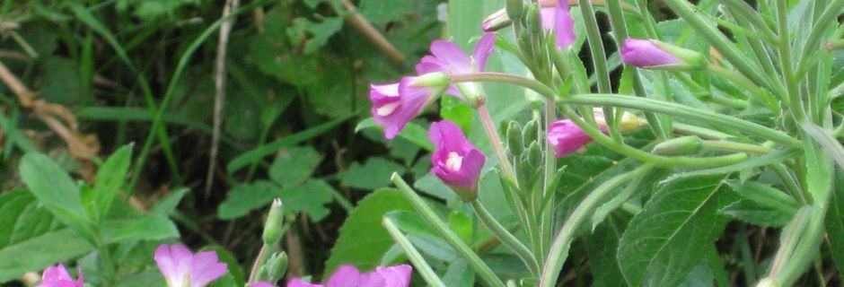 Un bouquet de fleurs bourguignones