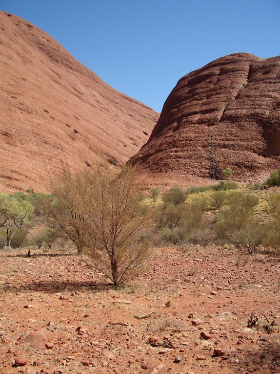 Album - The-Ultimate-Oz-Experience-2--Outback--The-Olgas---Ayers-Rock---Kings Canyon