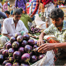 La culture des aubergines génétiquement modifiées s'étend au Bangladesh