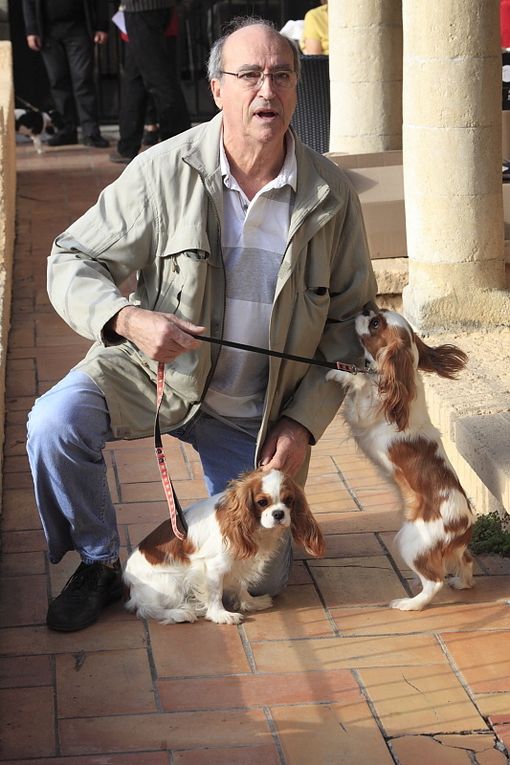 Déroulement de la journée Cavalier King Charles.