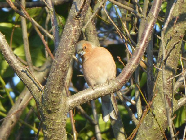 Mon jardin d'oiseaux