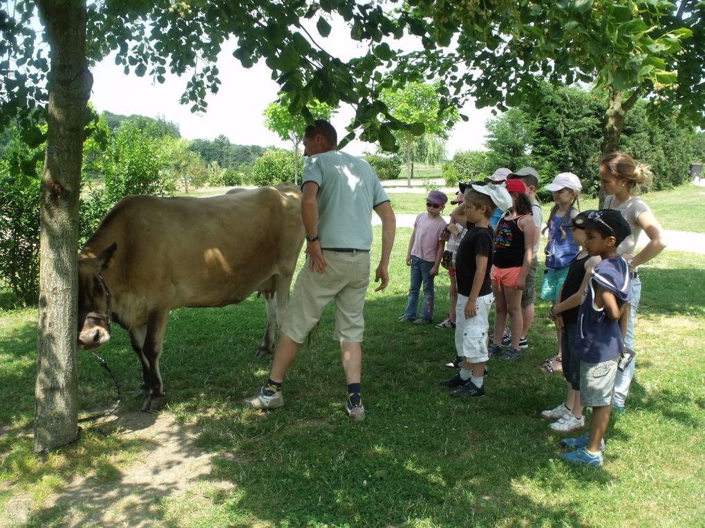 Mini-séjour de 3 jours à la Ferme de la mercy à Chenoise.
11 enfants et 2 animatrices.
Au programme : parcours animalier, fabrication du pain, tonte des moutons et parcours en calèche.