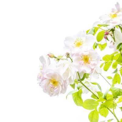 Chaalis avant les journées de la rose !