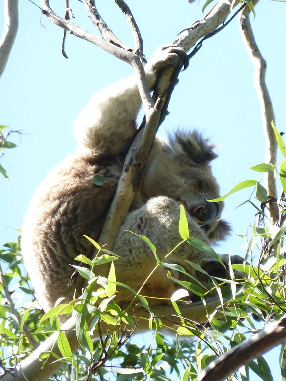 Album - Great-Ocean-Road-et-les-koalas