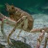 Araignée de mer (Maja squinado)