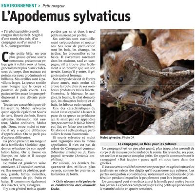 L'apodemus sylvaticus