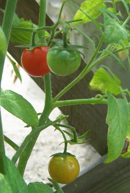 Quelques photos de toutes ces merveilles que dame nature nous sème au gré du vent dans notre jardin et qui accompagnent nos semences annuelles.