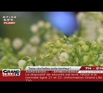 1er Mai : Muguet, 13 clochettes pour porter bonheur !