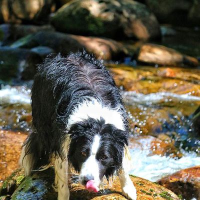 Réflexion sur le chien d'aujourd'hui...est-il devenu sans saveurs...sans couleurs..?