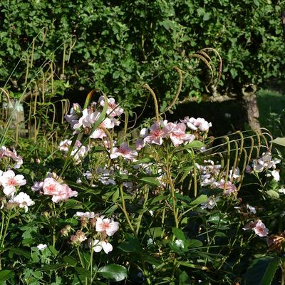 Le jardin fait son chaud ! (1)