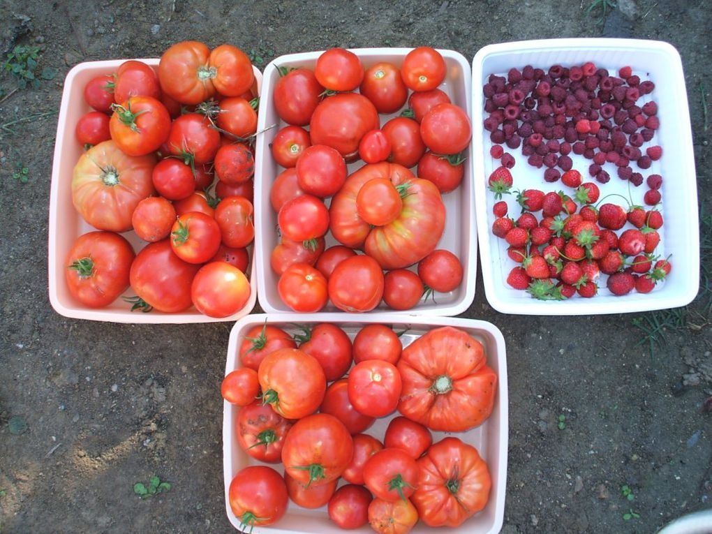 Album - Le bilan du potager 2010