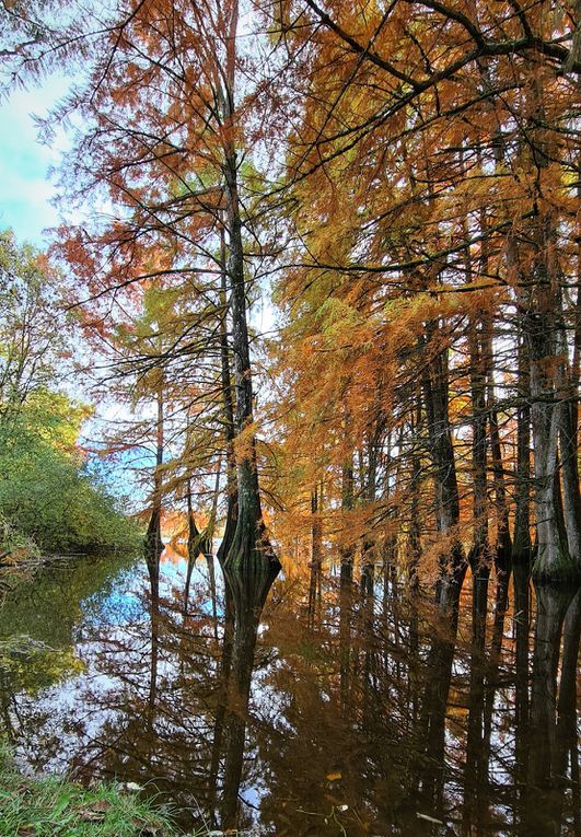 VTT DES CYPRES CHAUVES