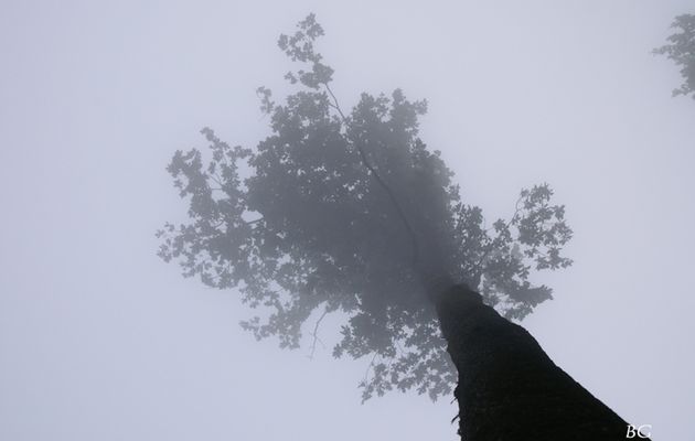 dans le brouillard