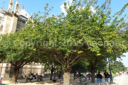 【PARIS】【ノートルダム大聖堂cathedrale Notre-Dame】