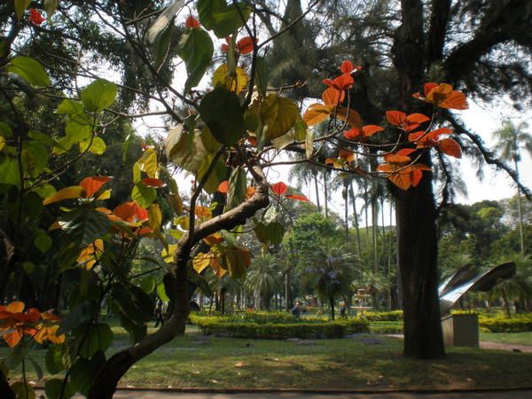 Folle métropole : São Paulo avec ses quelques poumons verts et son artère célèbre, son marché couvert, ses musées d'art et son histoire...