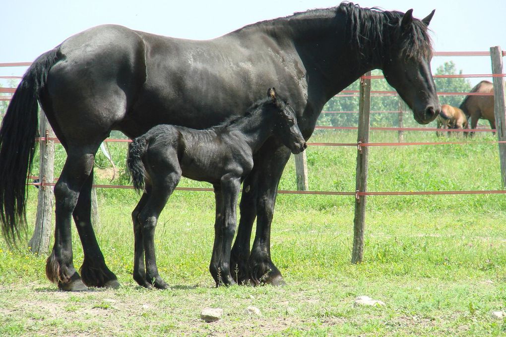  l' arabo-frison 
 elevage de guillaume 
 gracia- nico et victoria 