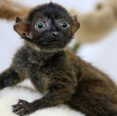 Dimbi: le petit lémurien aux yeux turquoises né dans un zoo français.