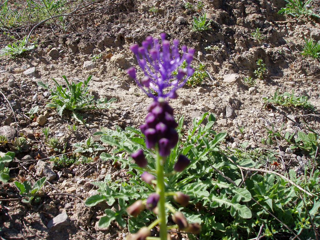 Album - La-flore-Andalouse