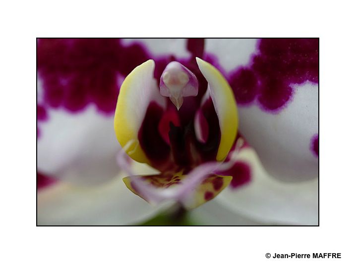 Des orchidées dans toute leur splendeur nous ravissent par la variété de leurs formes et de leurs couleurs.