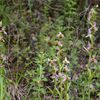 Ophrys abeille - Ophrys apifera