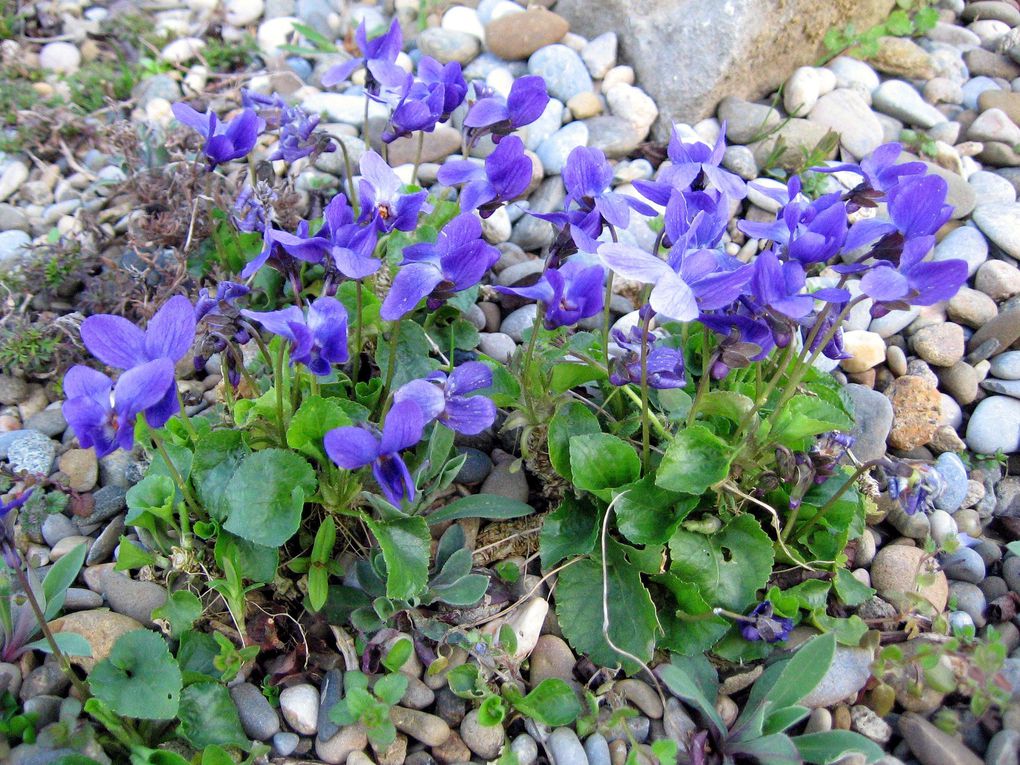 Photos diverses de fleurs et plantes de mon jardin, pour la plupart... en toutes saisons.